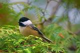 Chickadee In A Pine_52015